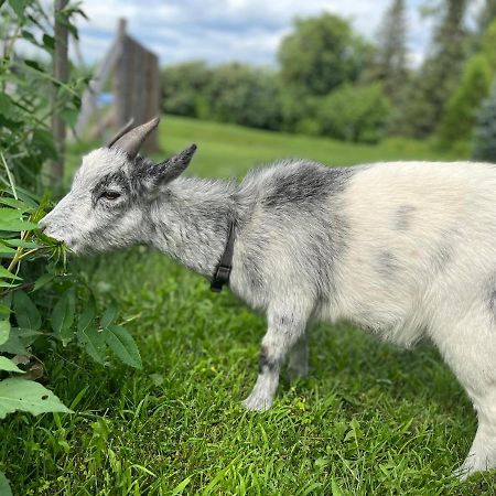 Gite - La Ruee Vers L'Orge Trois-Rivières Eksteriør bilde