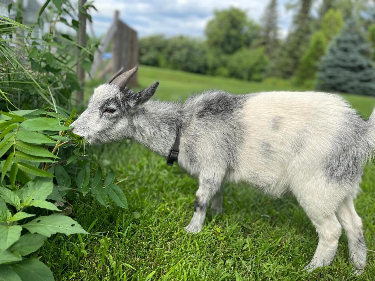 Gite - La Ruee Vers L'Orge Trois-Rivières Eksteriør bilde