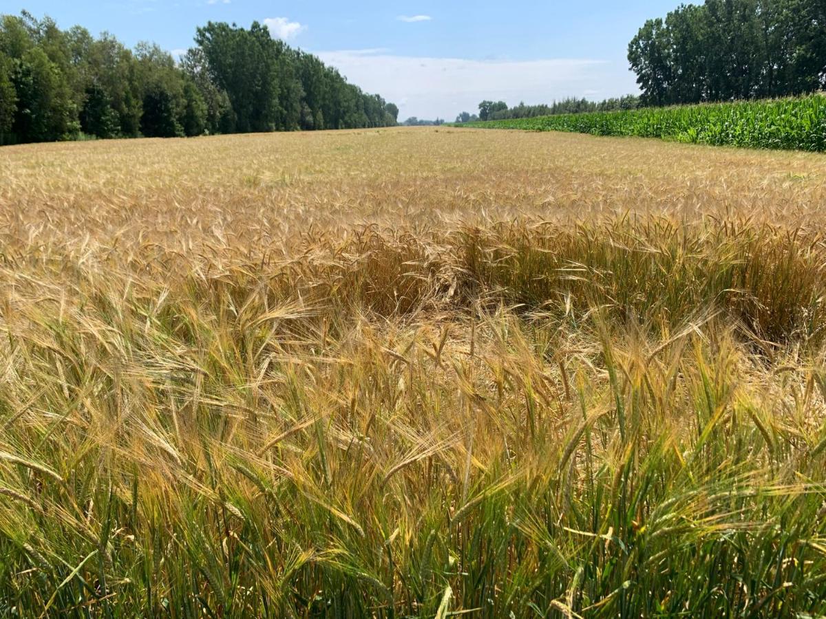Gite - La Ruee Vers L'Orge Trois-Rivières Eksteriør bilde